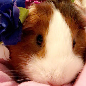 Meet your Posher, Rosa